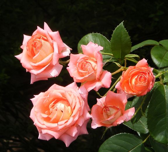 Folklore photo fkl2012_06180008a_zps6f8df3f7.jpg